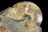 Fossil Ammonites (Sphenodiscus) - South Dakota #144027-1